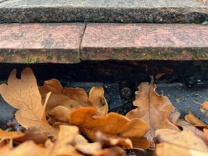 Close up of leaves and debris blocking guttering