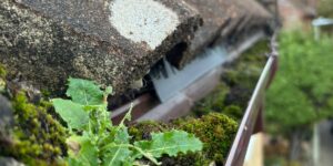 Moss and debris built up inside guttering at a property in Bishop’s Stortford before gutter cleaning